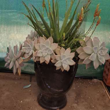 Graptopetalum 'Ghost plant'
