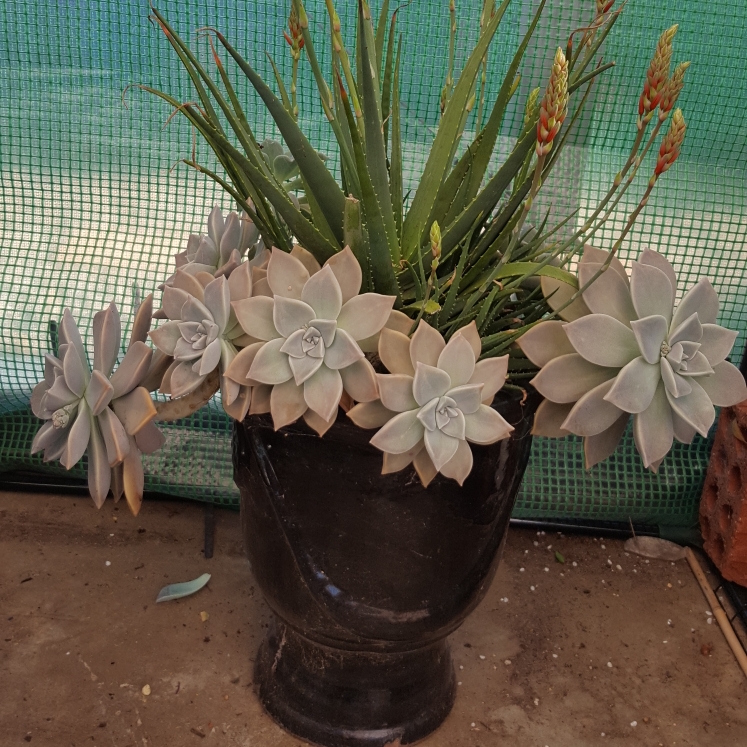 plant image 710261