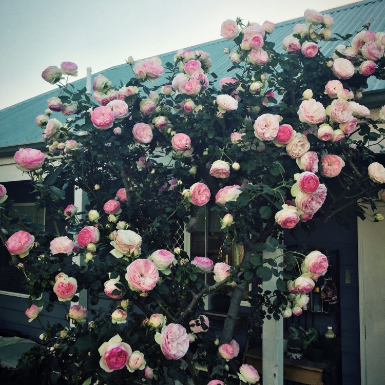 Plant image Rosa 'Meiviolin' syn. Rosa 'Eden Rose 88', Rosa 'Eden Rose 85', Rosa 'Pierre De Ronsard'
