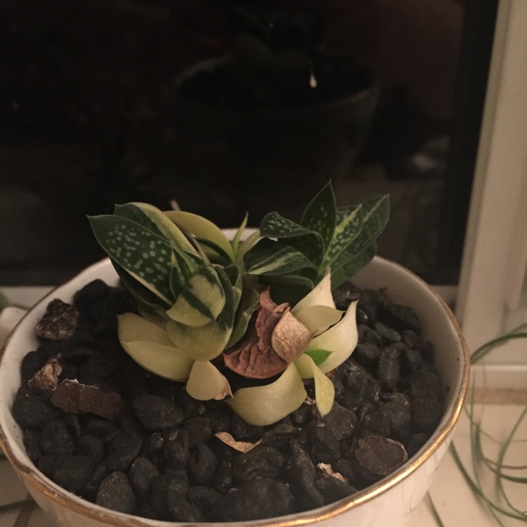 Plant image Gasteria gracilis f.variegata