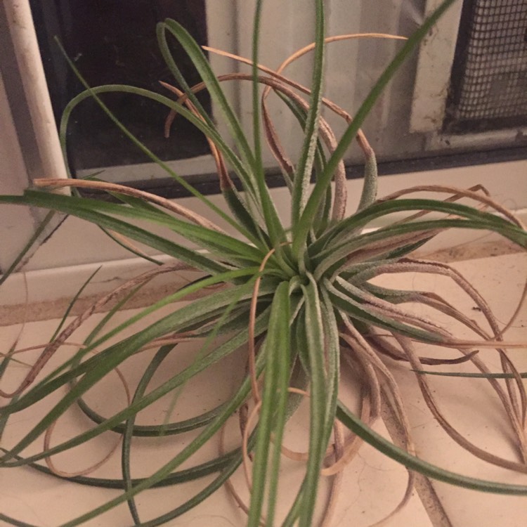 plant image 437336