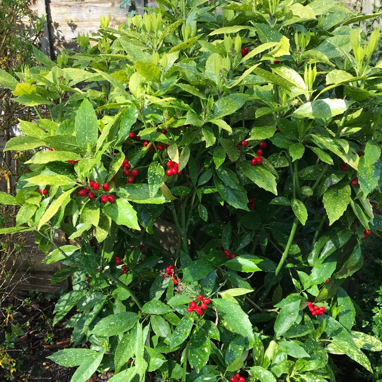 Plant image Aucuba japonica Variegata