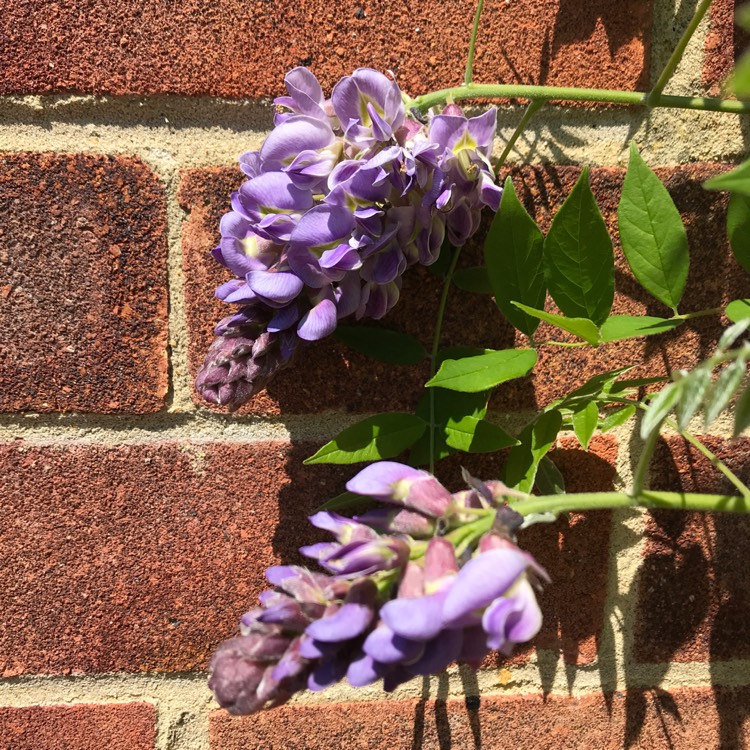 plant image 708386