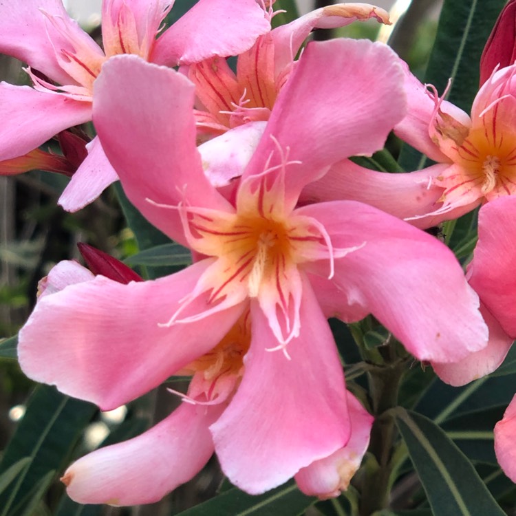 plant image 1001019