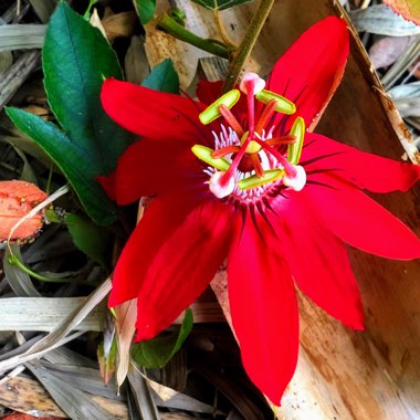 Passiflora Coccinea