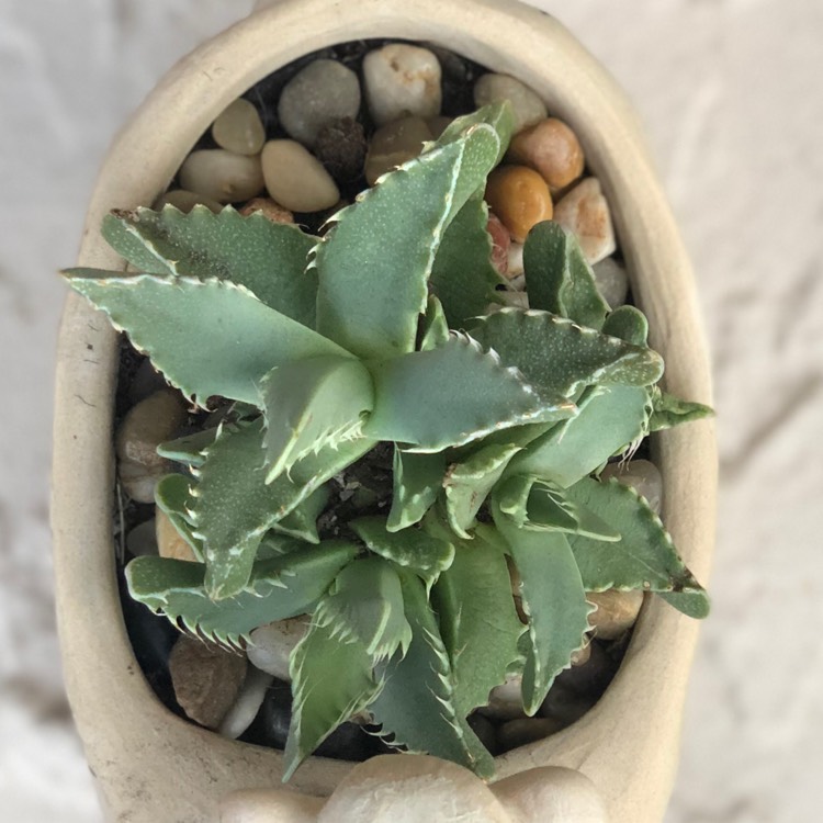 plant image 1047191