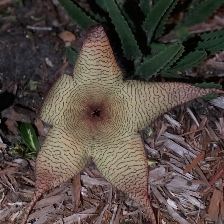 plant image 1177393 plant image 1177393
