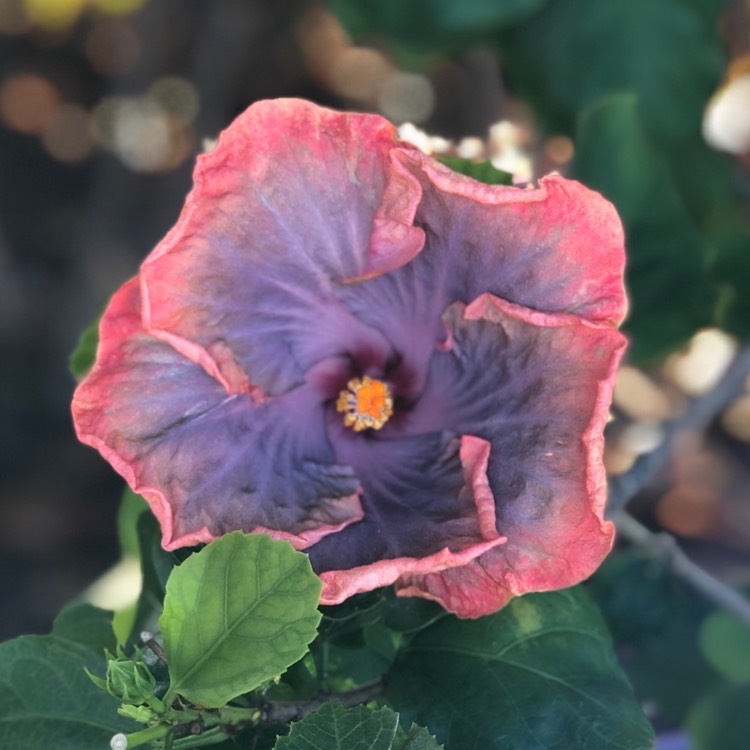 plant image 1202051
