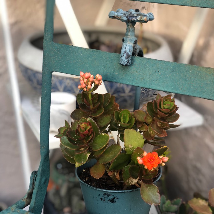 Plant image Kalanchoe blossfeldiana 'orange'