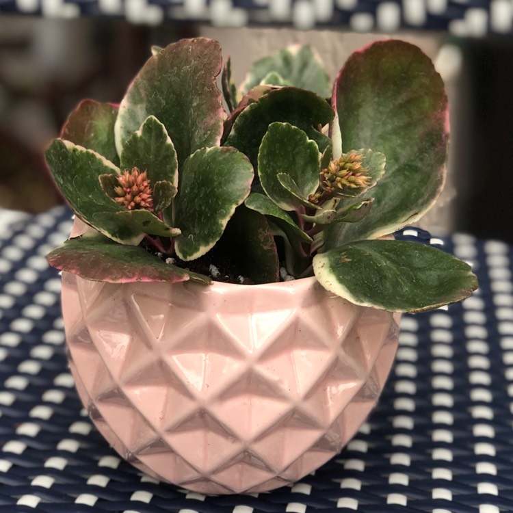 plant image 1224523