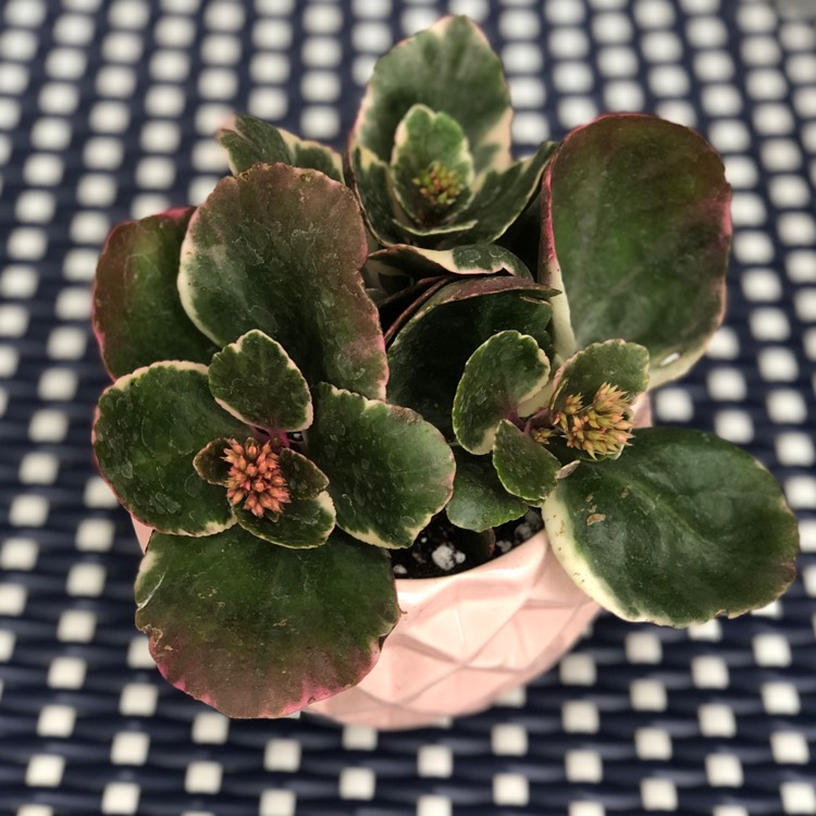 Plant image Kalanchoe Blossfeldiana Variegata