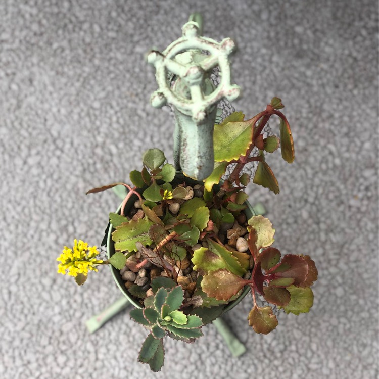 Plant image Kalanchoe brachyloba