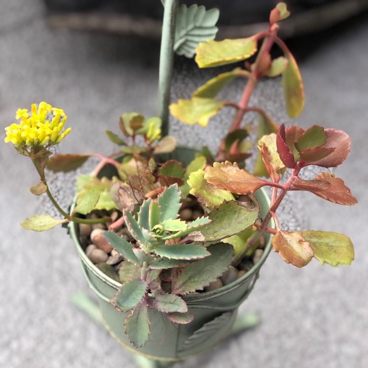 Plant image Kalanchoe brachyloba
