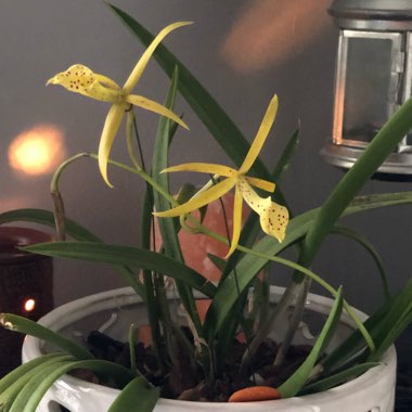 x Brassocattleya 'Yellow Bird'