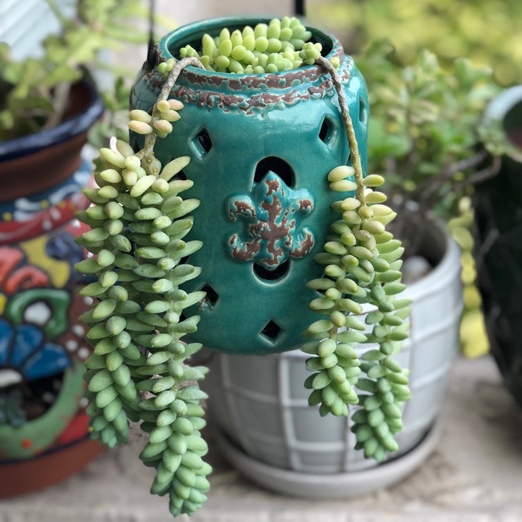 Plant image Sedum Burrito