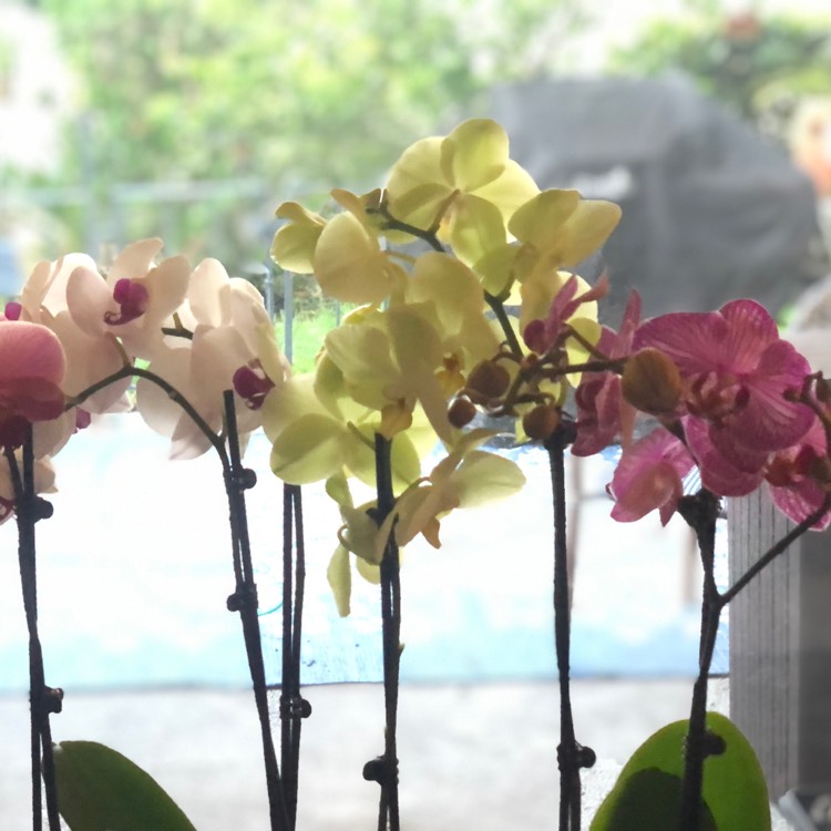 Plant image Phalaenopsis Hybrid