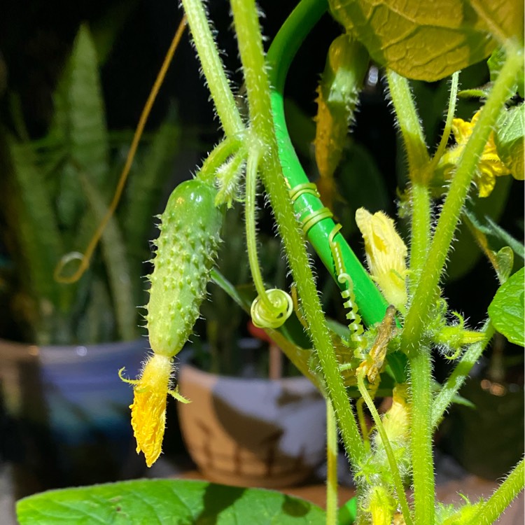 plant image 1379067