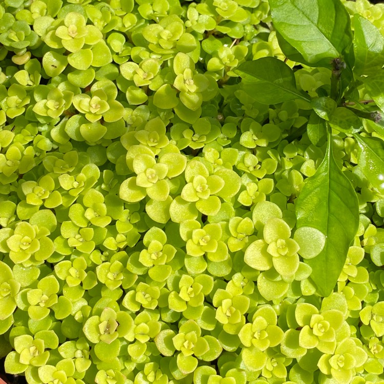 Plant image Sedum makinoi 'Green Blob'