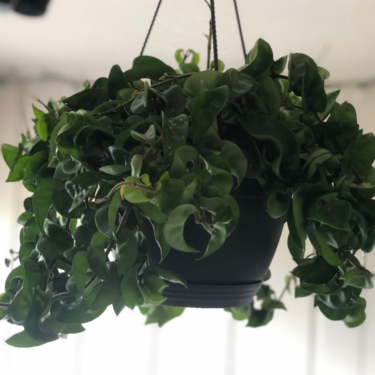 plant image 1392896