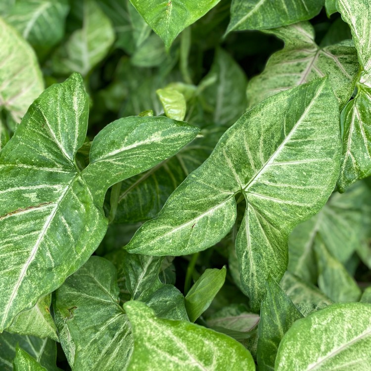 Plant image Caladium 'Aaron'