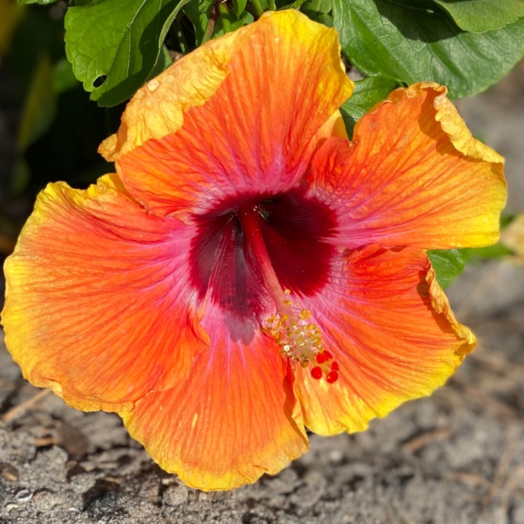 plant image 1394187 plant image 1394187