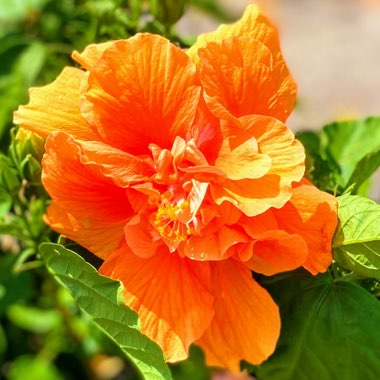 Hibiscus rosa-sinensis 'Orange Flame'