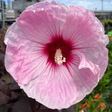Hibiscus moscheutos 'Cherry Cheesecake'