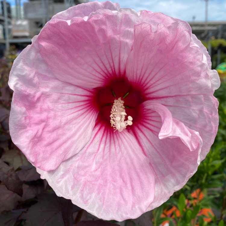 Plant image Hibiscus moscheutos 'Cherry Cheesecake'