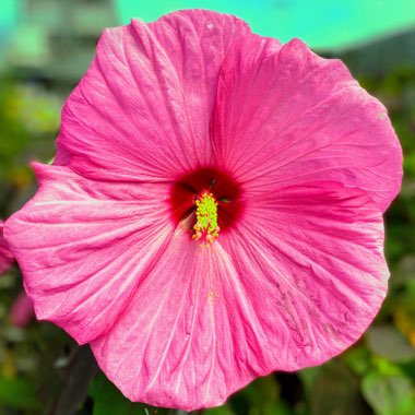 Hibiscus rosa-sinensis 'Celia'