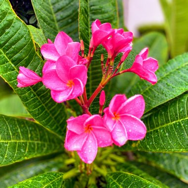 Plumeria Rubra 'Hot pink'