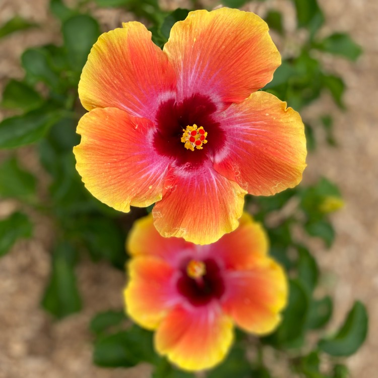 plant image 1401762 plant image 1401762