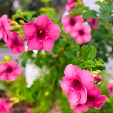 Petunia