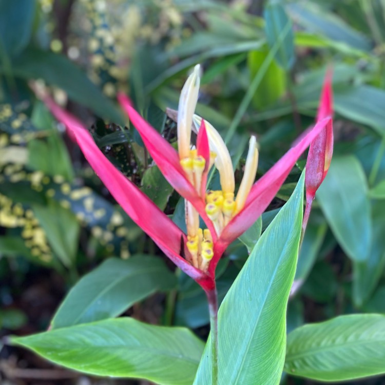 Plant image Heliconia