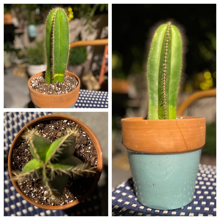 Plant image Pachycereus marginatus