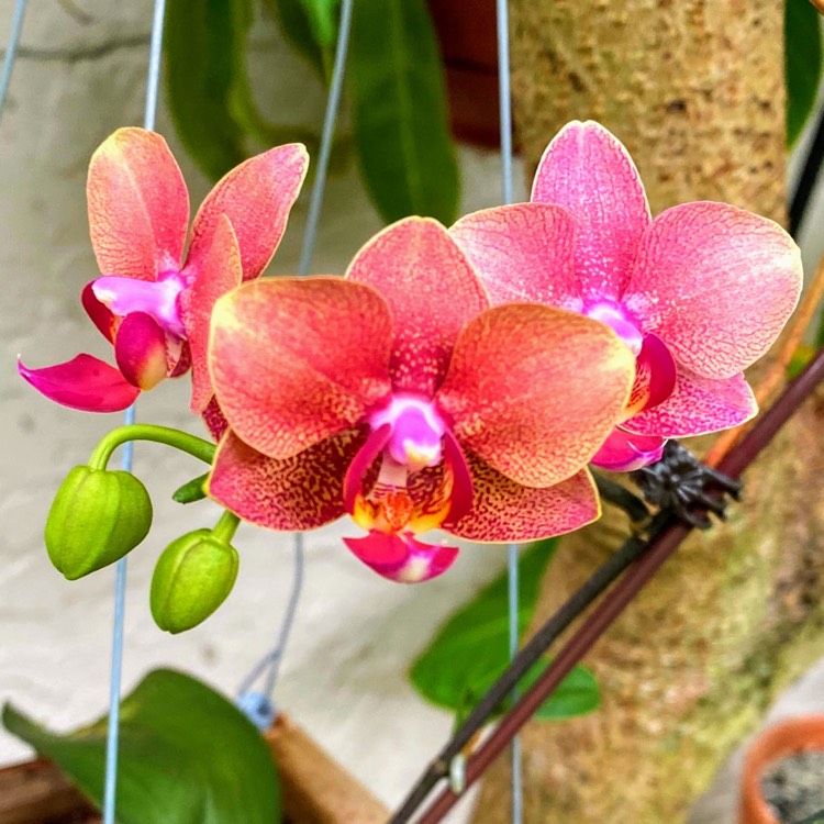 plant image 1413232