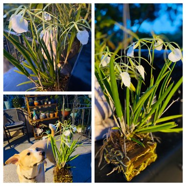 Brassavola tuberculata