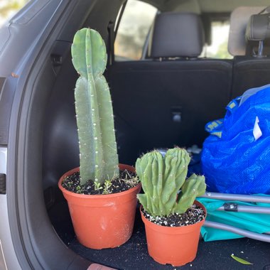 Cereus repandus syn. Cereus peruvianus