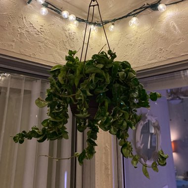 Hoya Compacta