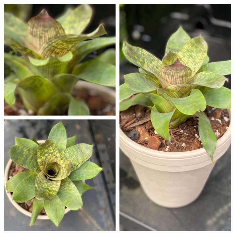 plant image 1418403