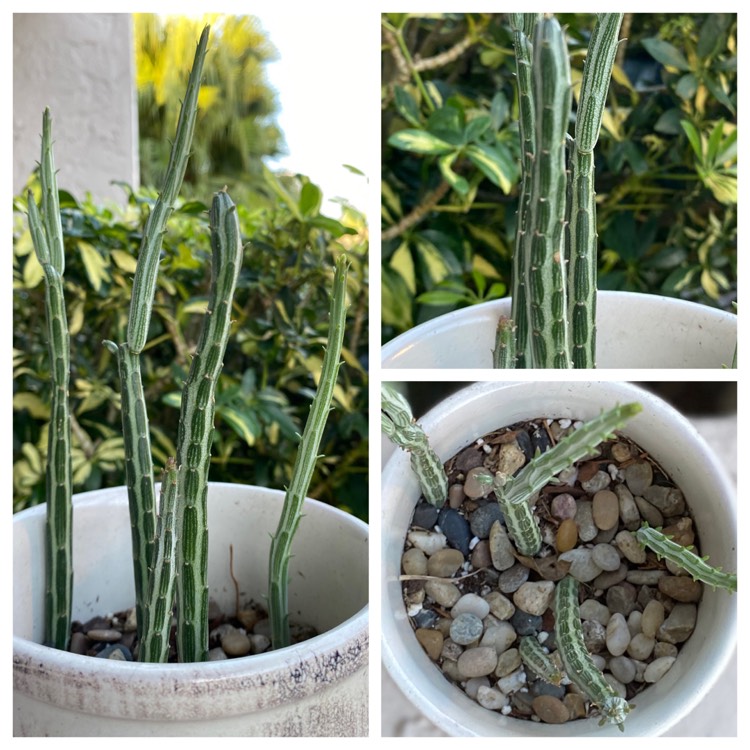 plant image 1419262