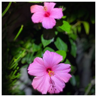 Hibiscus extreme 'Hot Pink'