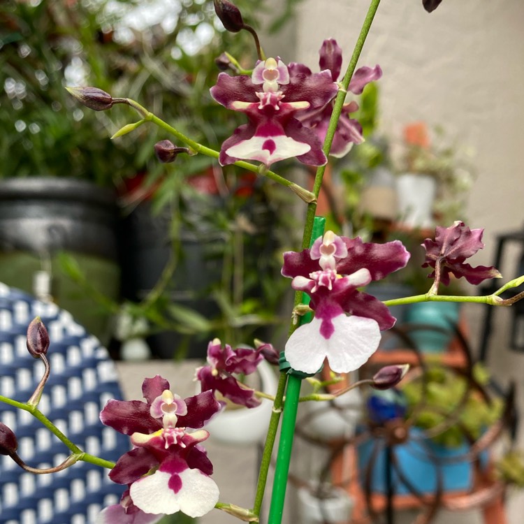 Plant image Oncidium Sharry Baby 'Sweet Fragrance'