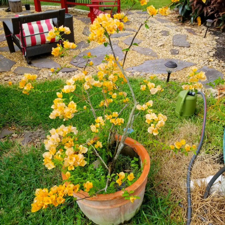 Plant image Bougainvillea 'California Gold'