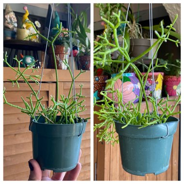 Mistletoe Cactus