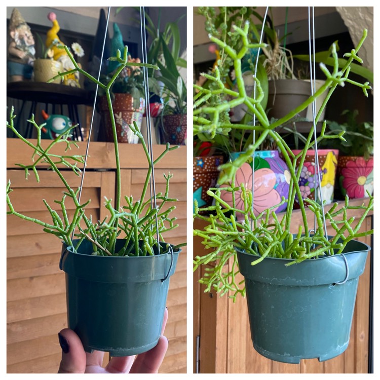 Plant image Rhipsalis burchelli