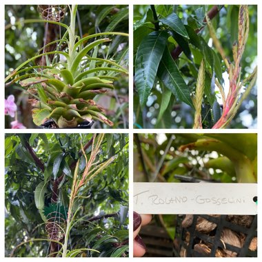 Airplant (Species) Tillandsia roland-gosselinii