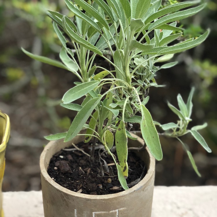 Plant image Salvia officinalis 'Aurea'