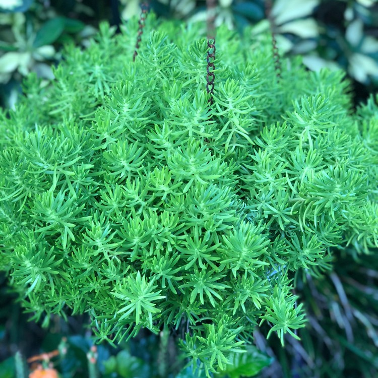 plant image 809837 plant image 809837