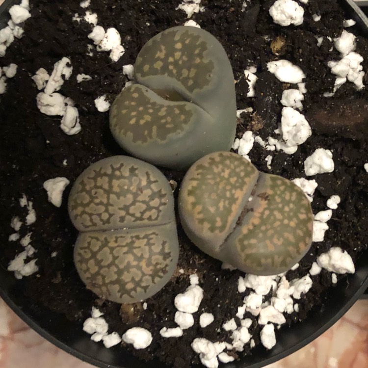 plant image 833883
