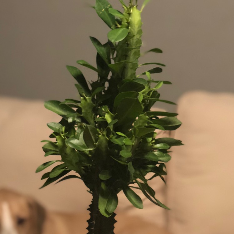 plant image 841315